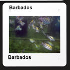 Barbados Barbados